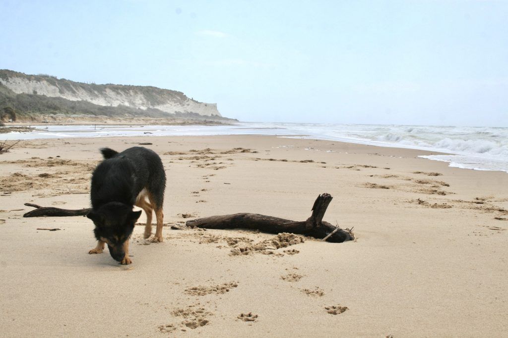 animali in spiaggia. Per viaggiare c'è bisogno di anagrafe canina e vaccinazioni