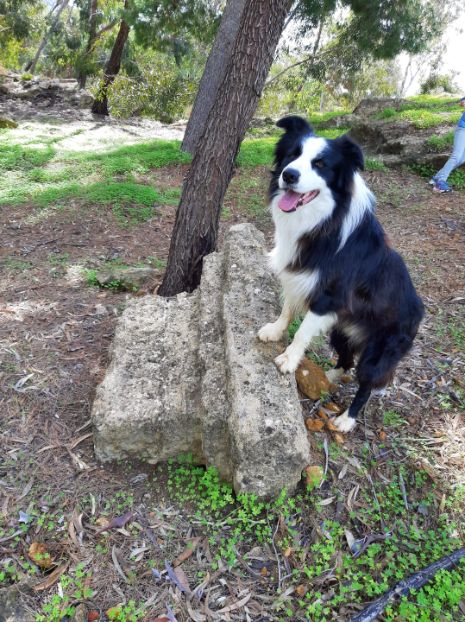 ad agrigento con il cane animale domestico, gatto