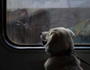 cane in treno
