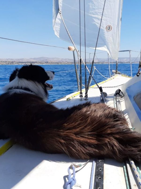 cane-barca_agrigento(tt)