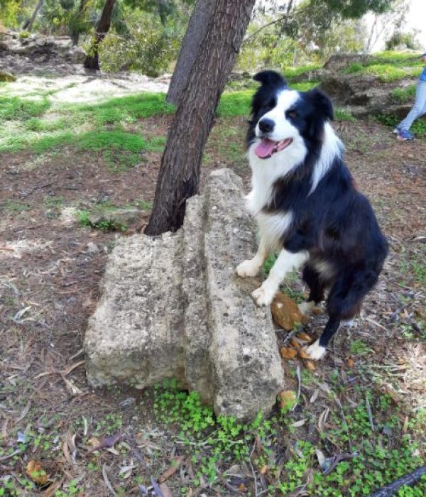ad agrigento con il cane animale domestico, gatto